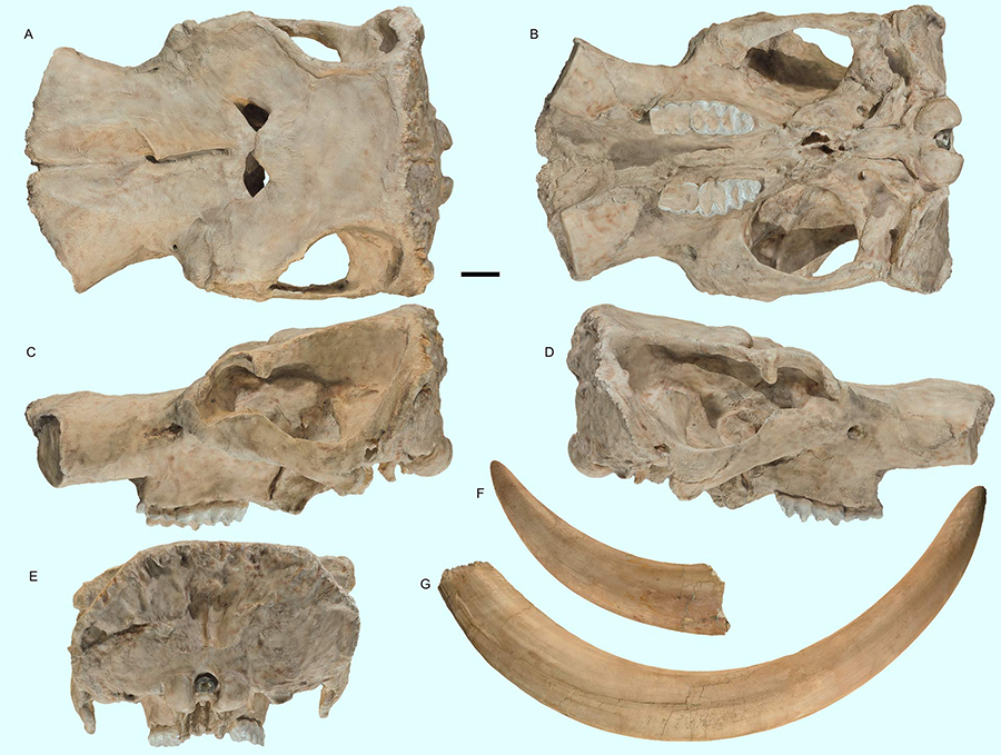 The Pacific mastodon (Mammut pacificus), holotype skull and tusks; a skull in: (A) dorsal, (B) ventral, (C) left lateral, (D) right lateral, (E) posterior, (F) distal end of left tusk (I1), lateral, and (G) right tusk (I1), lateral view; (A-E) images of a resin cast of the holotype skull on exhibit at the Western Science Center. Scale bar – 10 cm. Image credit: A.C. Dooley Jr et al, doi: 10.7717/peerj.6614.