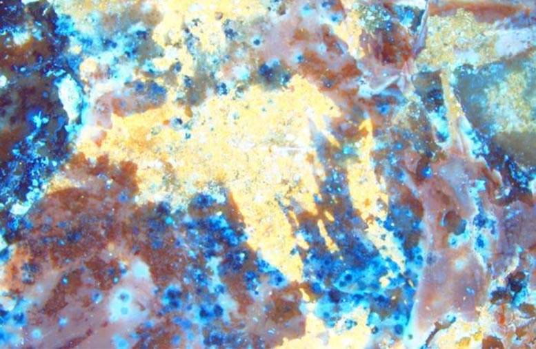 Detail of an area near where the posterior (false) legs meet the body, showing bright yellow fluorescence (= paint) with brush strokes overlying dull red cuticle and blue matrix. Credit: Selden et al
