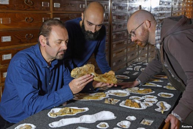 Paleontologist Cristiano Dal Sasso (L) and co-authors Simone Maganuco and Andrea Cau (R) examine the bones of the Jurassic dinosaur Saltriovenator, at the Natural History Museum of Milan.