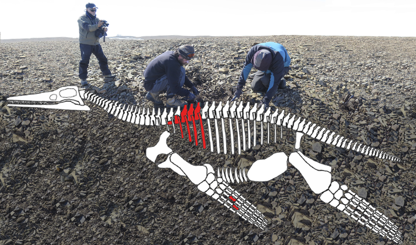 Paleontologist Discover a 150 Million Years Old Plesiosaur in Antarctica