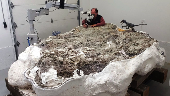 Paleontologist Scott Madsen working at the Utah Geological Survey on the Utahraptor megablock in February 2021. Most of the work is done with the aid of small pneumatic air tools (think tiny jack hammer) while looking through a microscope.