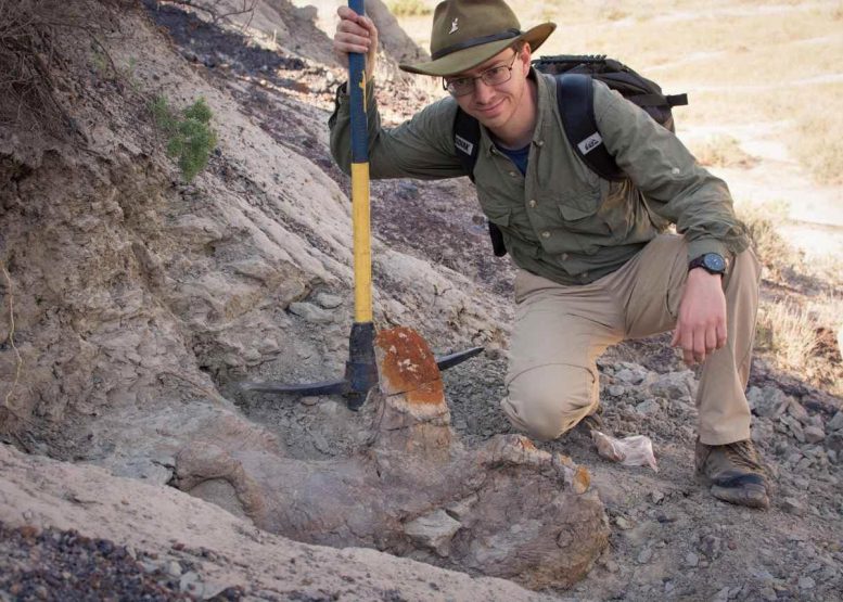 Paleontologist Scott Persons, pictured alongside the partially-uncovered skull. The Styracosaurus skull has implications for how horned dinosaurs are identified. Credit: Scott Persons.