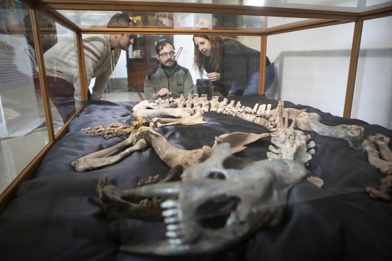Paleontologists Martin Ezcurra (C), Laura Chornogubsky (R) and Federico Agnolin (L) observe the skeleton of a saber-toothed tiger, or Smilodon, discovered in 1844 by Argentine paleontologist Francisco Javier Muniz, in Argentina's Bernardino Rivadavia Museum of Natural Sciences on August 27, 2019. (Xinhua/Martin Zabala)