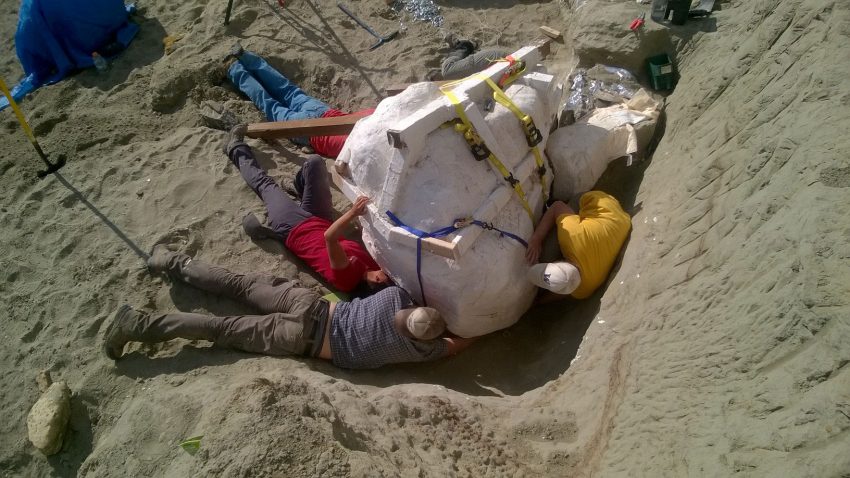 Paleontologists prepare to remove a Tyrannosaurus rex skull from a fossil dig site in northern Montana