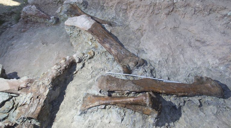 Part of the dinosaur remains found in Morella. Ángel Sánchez