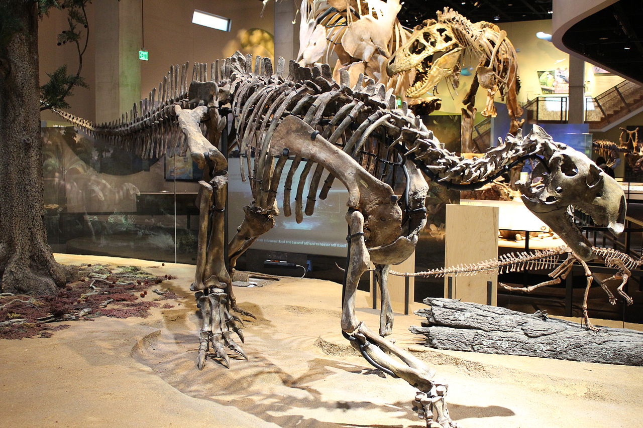 Reconstructed skeleton of Tenontosaurus, from the Cloverly Formation.