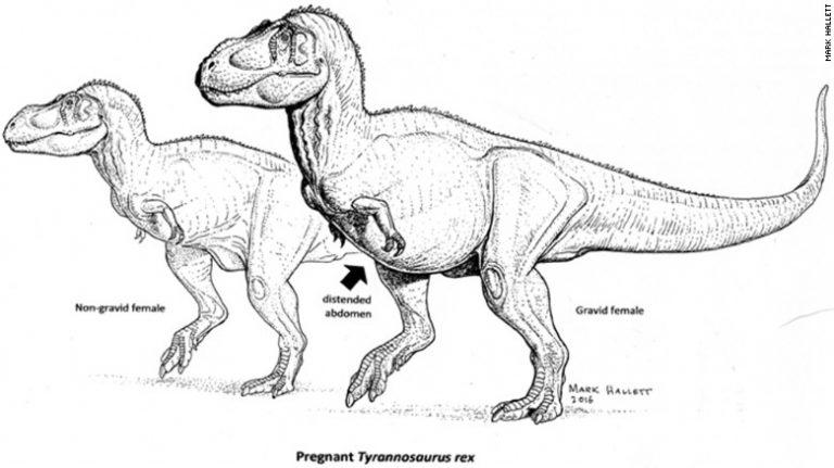 Pregnant T. rex