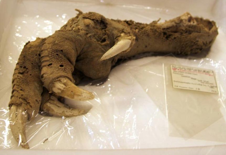 Preserved Megalapteryx (moa) foot, Natural History Museum (CC by SA 2.0)