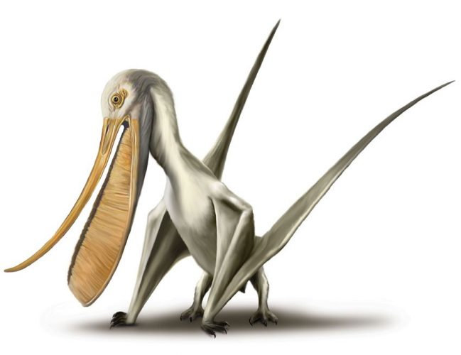 Pterodaustro