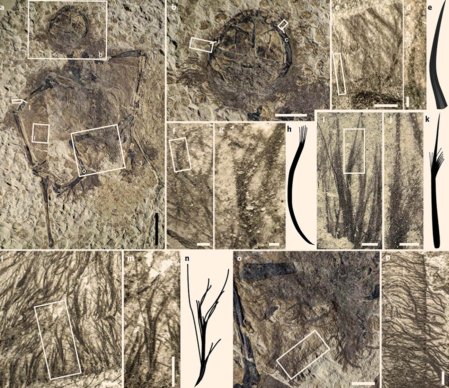 Integumentary filamentous structures in a pterosaur from Yanliao Biota: (a) overview, showing extensive preservation of soft tissues; (b-p) details of the integumentary filaments in the regions indicated in a on the head and neck (b-d, i and j), forelimb (f and g), wing (l and m) and tail (o and p), and illustrated reconstructions of the filaments (e, h, k and n). Scale bars – 20 mm in (a), 10 mm in (b), 500 µm in (c) and (i), 100 µm in (d), 1 mm in (f, l, m and p), 200 µm in (g) and (j), and 5 mm in (o). Image credit: Yang et al, doi: 10.1038/s41559-018-0728-7.