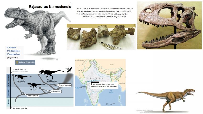 Rajasaurus miscellaneous