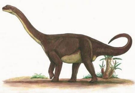 Rhoetosaurus. Wikimedia Commons