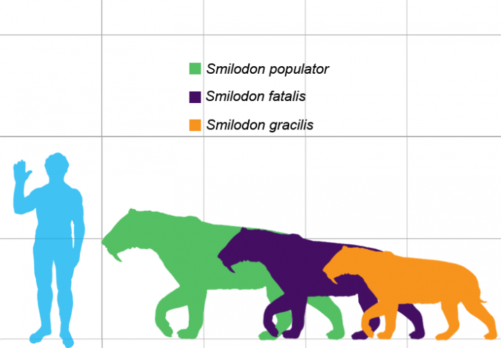 S. populator (green), S. fatalis (purple), and S. gracilis (orange) shown to scale by Matthew Martyniuk