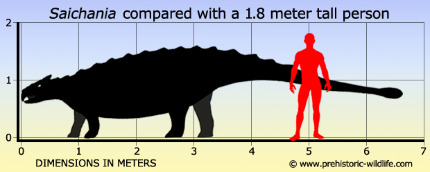 Saichania size by Prehistoric Wildlife