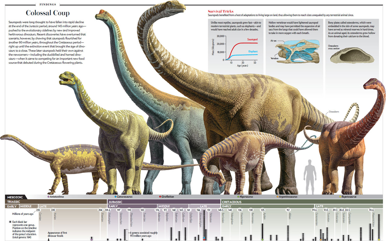 Paleontologists traditionally viewed the long-necked, small-brained giant dinosaurs referred to as sauropods as doomed creatures unfit for life on land or in the water. Recent discoveries have upended that scenario, revealing that sauropods prospered for nearly 150 million years. The secrets of their success seem to have been their mix of mammal-like and reptile-like traits, combined with an ability to adapt to a changing world. (Illustrations by Raúl Martin, Graphics by Jen Christiansen)