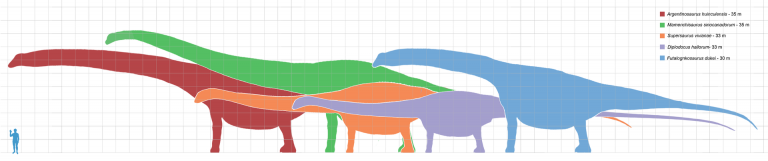 Scale chart comparing the sizes of several of the longest known dinosaurs. Author: Dinoguy2