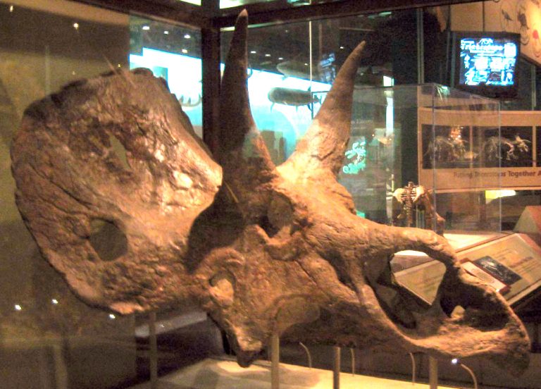 Scanella & Horner saw Nedoceratops as an ontogenetic transitional form between Triceratops and Torosaurus