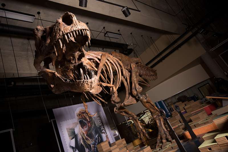 Scotty holds the title of the world’s largest T. rex Amanda Kelley