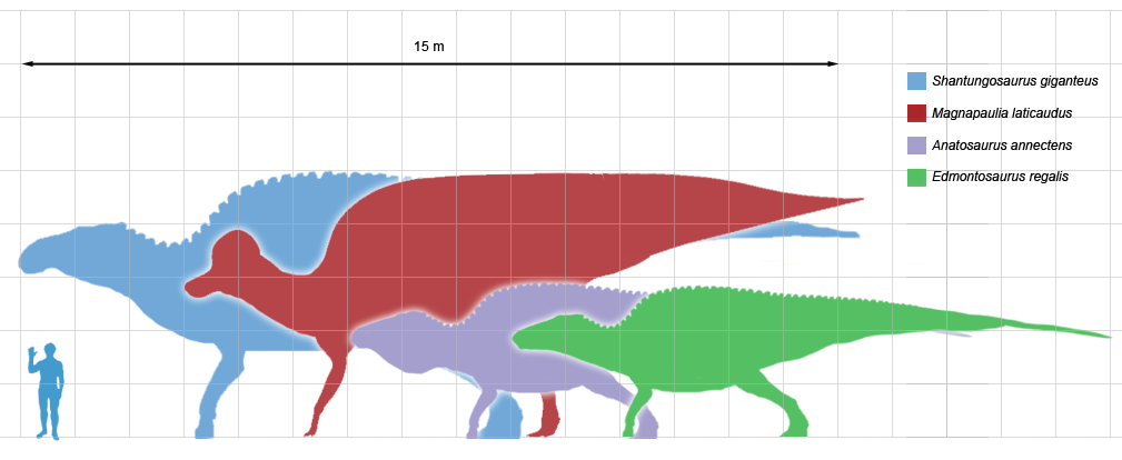 Shantungosaurus (blue) compared with other giant ornithopods. Scale diagram of the largest known ornithopod dinosaurs, compared in size with a human. Each grid section represents 1 square meter. Blue: Shantungosaurus giganteus (type specimen). Red: Magnapaulia laticaudus (LACM 17712). Violet: Anatosaurus annectens (specimen MOR 003). Green: Edmontosaurus regalis (specimen USNM 12711). Adapted from illustrations and scale diagrams by ArthurWeasley, Dropzink, and Prieto-Márquez et al. 2012