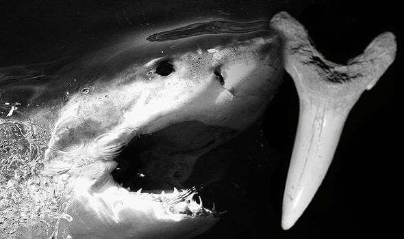 Shark discovery: A new species of daggernose shark was found in South Carolina (Image: GETTY/D.CICIMURRI/J.KNIGHT)