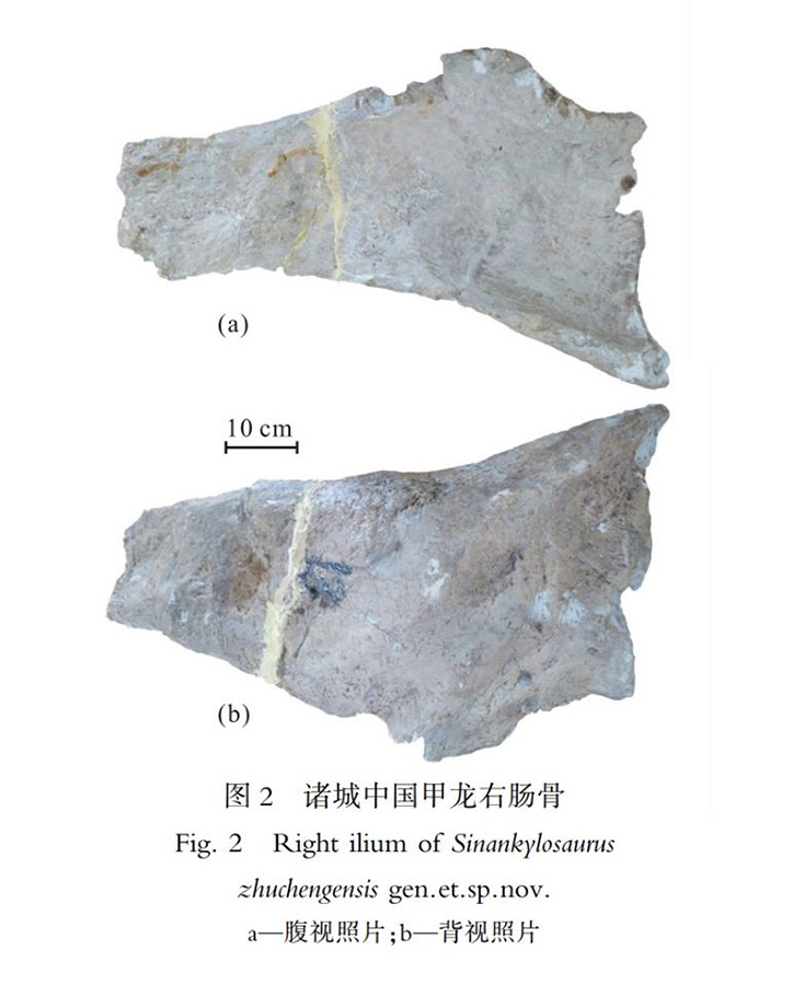 China established a new ankylosaurian dinosaur species after discovered an almost complete right ilium fossil of an ankylosaurus dinosaur from the Late Cretaceous strata in Zhucheng, E China’s Shandong. The new species has been named as “Sinankylosaurus zhuchengensis”.