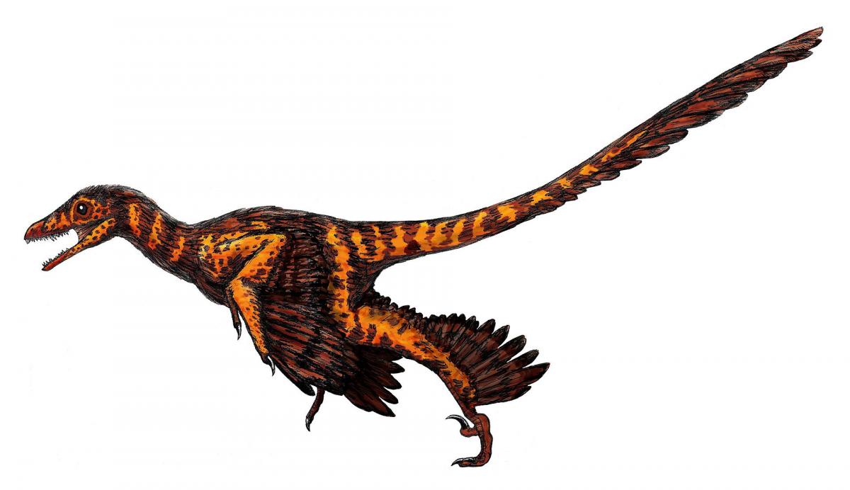 Artist's impression of S. millenii