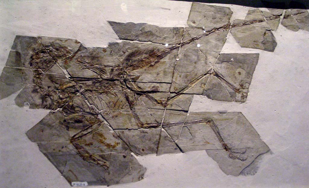 Sinornithosaurus millenii fossil displayed in Hong Kong Science Museum