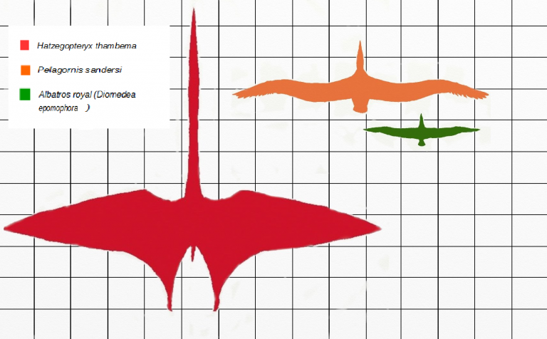 Size comparison of Hatzegopteryx (red) with Pelagornis sandersi (orange) and royal albatross (green). Author: Foolp