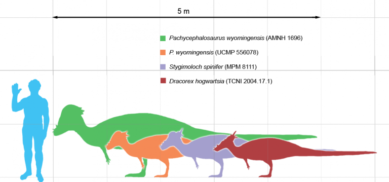 Size comparison of an adult P. wyomingensis (green), potential growth stages, and a human by Matt Martyniuk