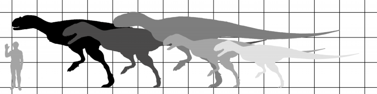 Size comparison of the Carnotaurins (left to right) Carnotaurus, Abelisaurus, Pycnonemosaurus, Aucasaurus and Quilmesaurus. Basis for all skeletons is Carnotaurus skeletal by Jaime Headden (on commons) with modified proportions and heads to fit other taxa. By IJReid