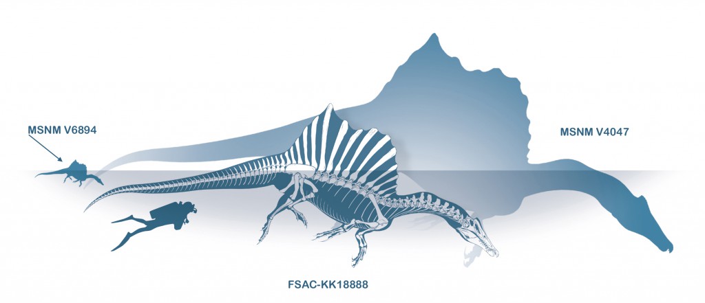 Size matters: compare this trio of Spinosaurus reconstructions based on fossil finds from Morocco: a baby, MSNM V6894, based on the newly described fossil, and two other examples, including the largest, MSNM V4047 (known from a snout fragment), with a puny human (1.75 m tall) for scale. (Credit Marco Auditore and Prehistoric Minds)