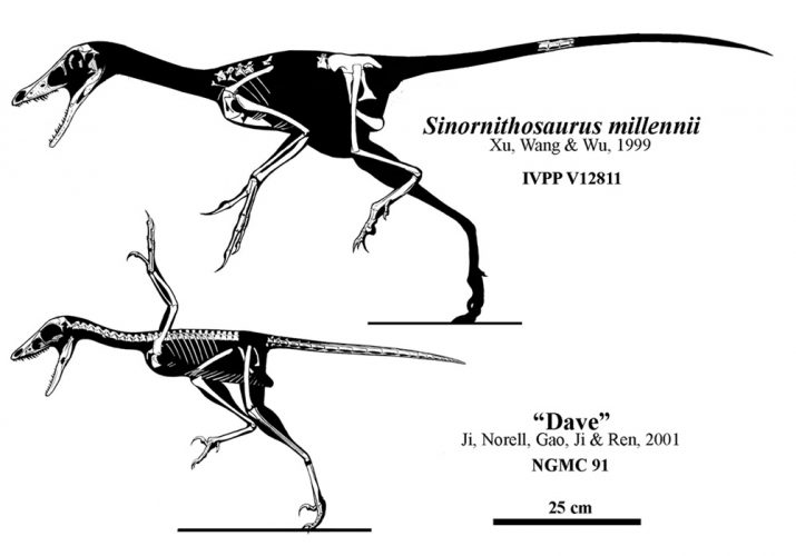 Skeletal reconstructions of S. millenii and NGMC 91. Author: Jaime A. Headden
