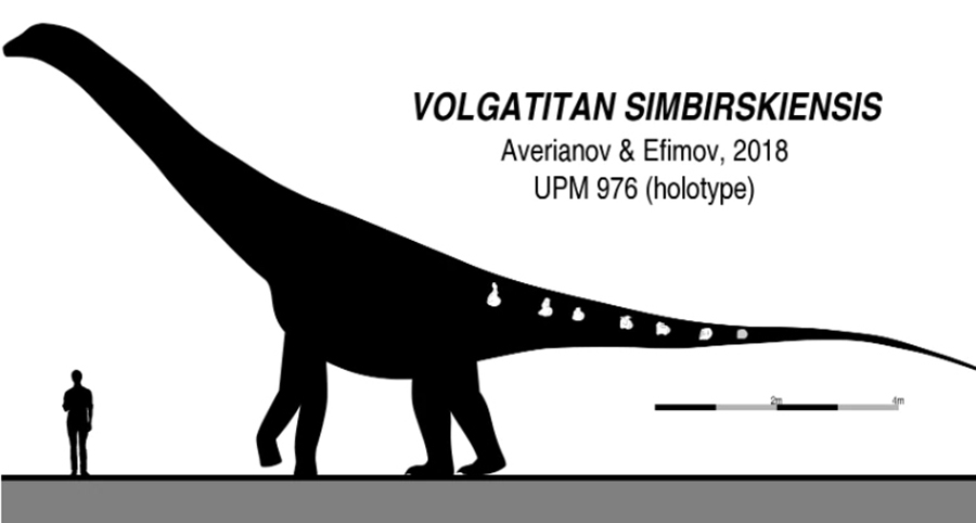 Skeletal restoration of the titanosaurian sauropod Volgatitan.