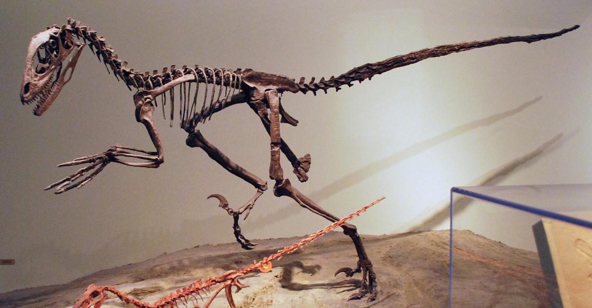 Skeleton of the dromaeosaurid dinosaur Deinonychus at Field Museum of Natural History. At the bottom is the skeleton of Buitreraptor.