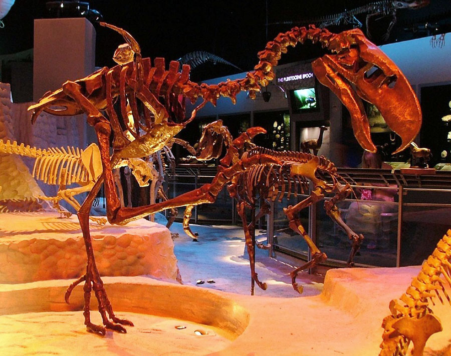 Skeleton of Titanis at the Florida Museum of Natural History