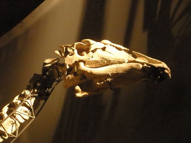 Skull at Museo di Storia Naturale di Venezia. Author: Ghedoghedo