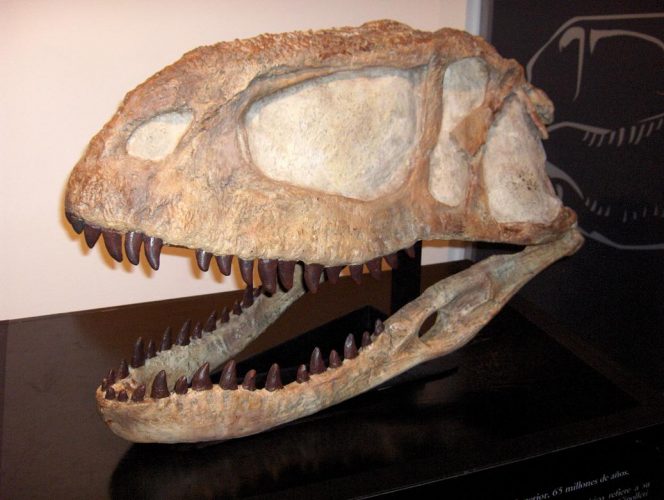 Skull of Abelisaurus. Cráneo de un Abelisaurus comahuensis. Fotografía obtenida de la exposición temporal “Dinosaurios de Patagonia”, en Alicante, España (Spain). Photo by Kokoo