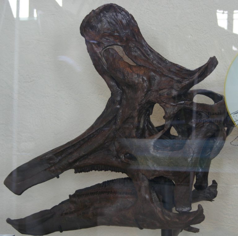 Skull of an adult Lambeosaurus lambei, AMNH. Photo by Ryan Somma