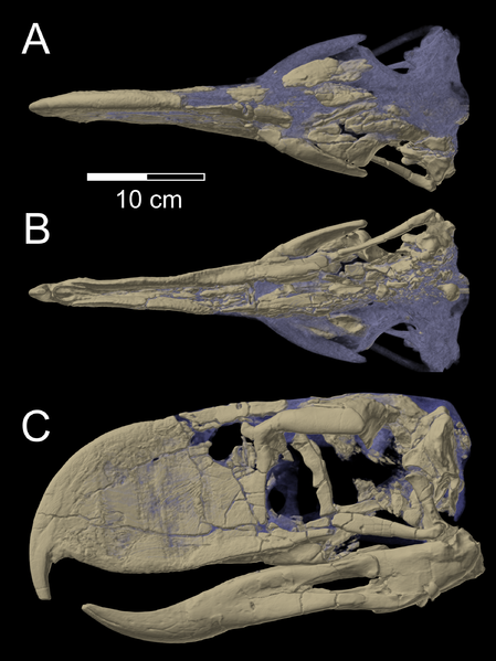 CT scan of the skull of P 14357, holotype of Andalgalornis ferox in the collections of the Field Museum of Natural History