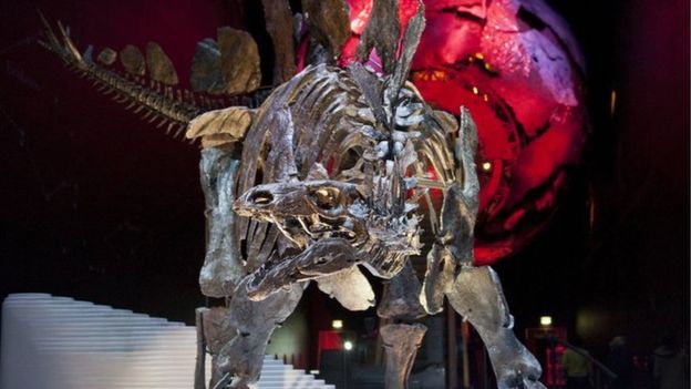 Sophie the Stegosaurus is one of the London Natural History Museum's prize exhibits. GETTY IMAGES