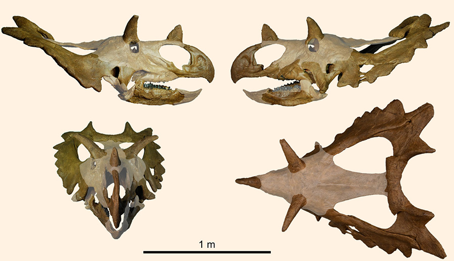 Skull reconstruction of Spiclypeus shipporum: the darker color indicates the portions of the skull that preserved and were collected. The skull is 2.54 m long x 1.22 m wide x 1.16 m high. Image credit: Mallon J.C. et al.