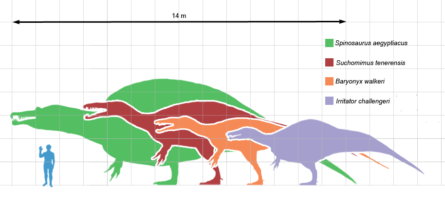 Size of spinosaurids (Baryonyx in orange, second from right) compared with a human