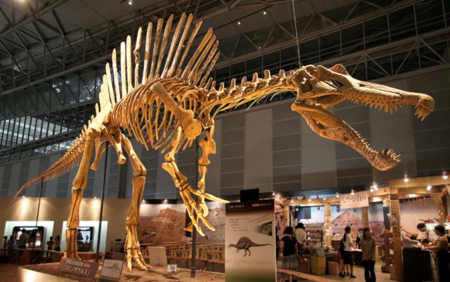 Spinosaurus, an important dinosaur of Africa. Photo Credit: Wikimedia Commons
