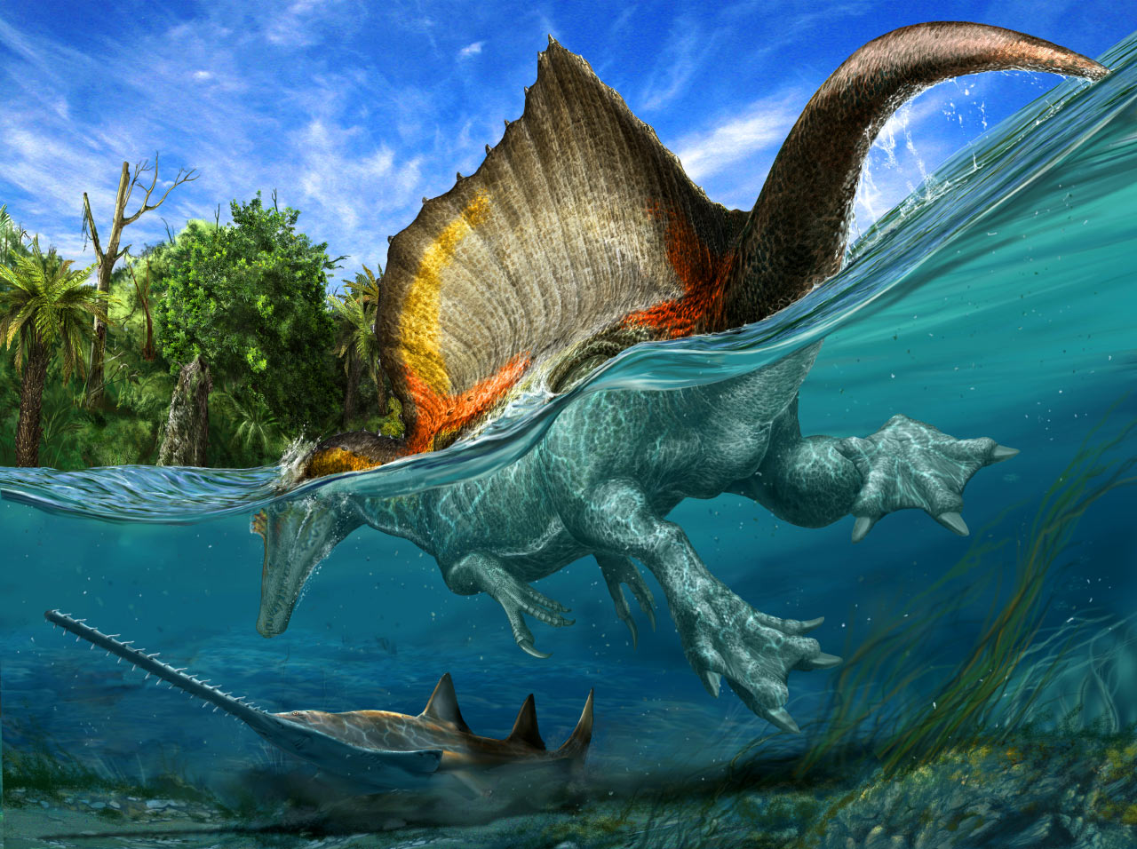 The only known dinosaur adapted to life in water, Spinosaurus aegyptiacus swam the rivers of North Africa about 95 million years ago. Image credit: © Davide Bonadonna / National Geographic magazine.