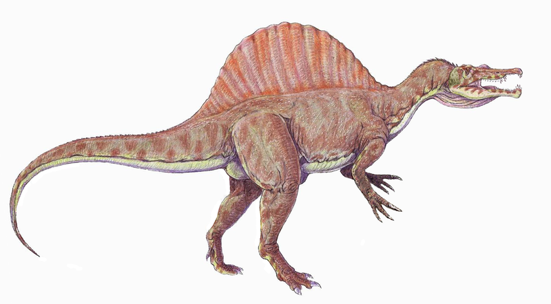Spinosaurus aegipticus, boasting the spinal structure from which its name derives. Image credits: Bogdanov, modified by Matt Martyniuk.