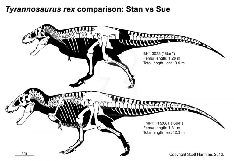 Stan ‘n Sue comparison by ScottHartman on DeviantArt