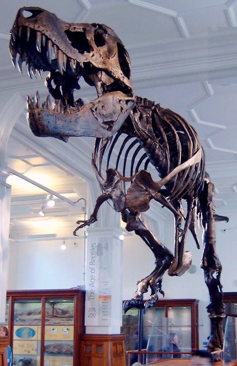 Stan Tyrannosaurus in Manchester Museum