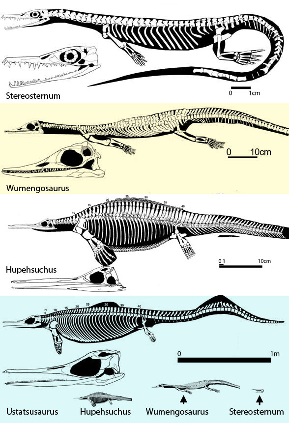 Stereosternum to Utatsusaurus – the Origin of Ichthyosaurus