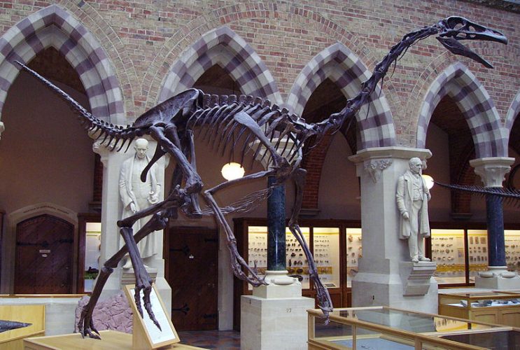 Struthiomimus sedens skeleton in the Oxford University Museum of Natural History
