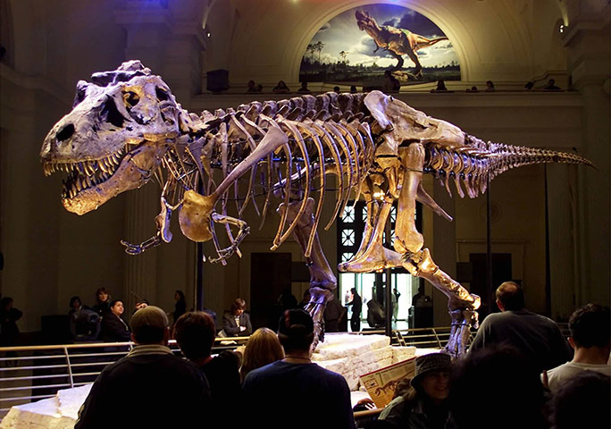 Sue on display at The Field Museum in Chicago, Illinois, USA